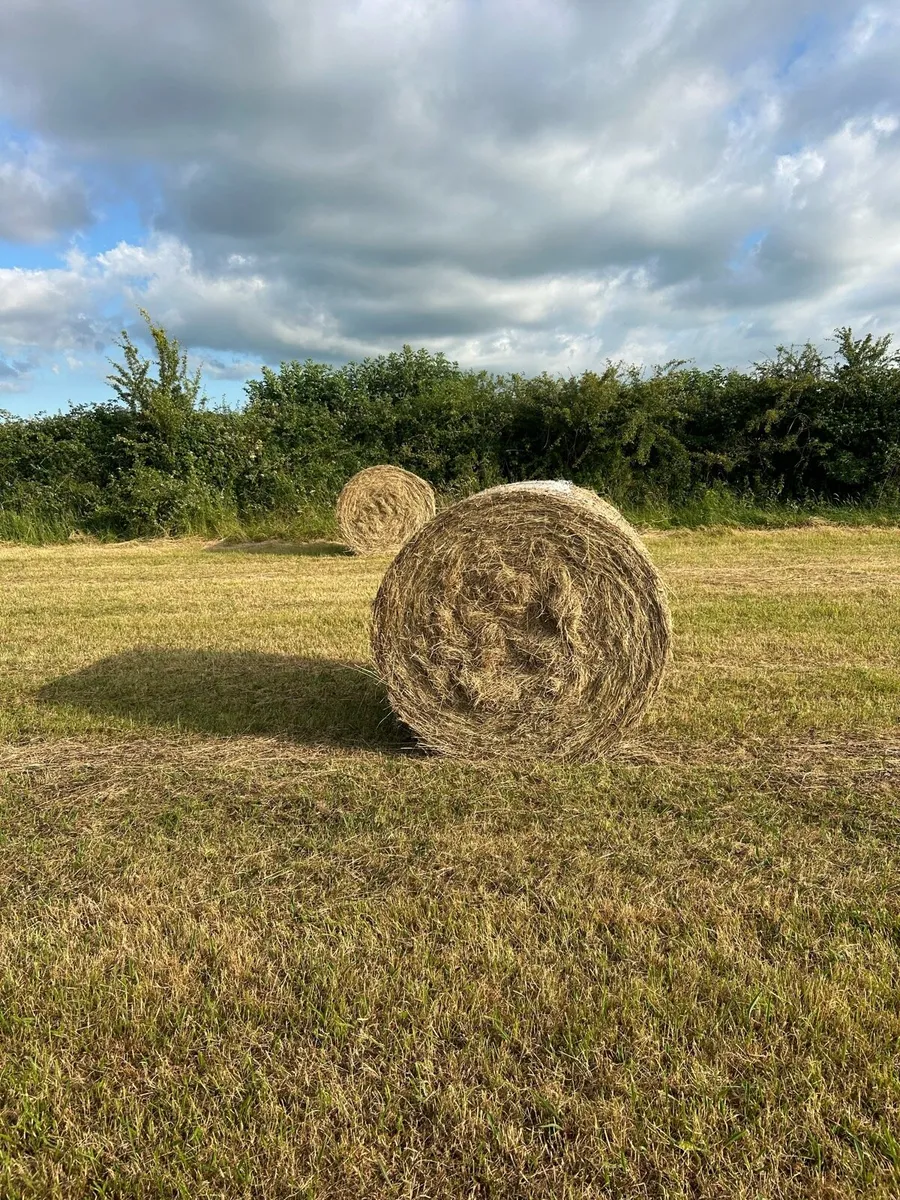 Hay - Image 1
