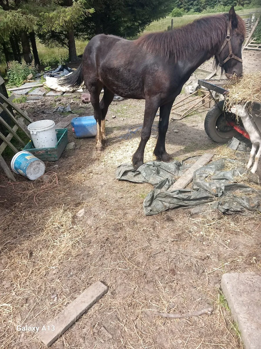 Horse - Image 3