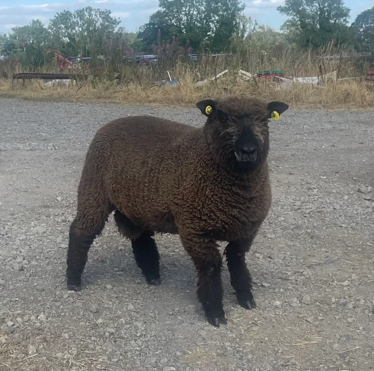 PBR Ryeland Hogget Rams - Image 4