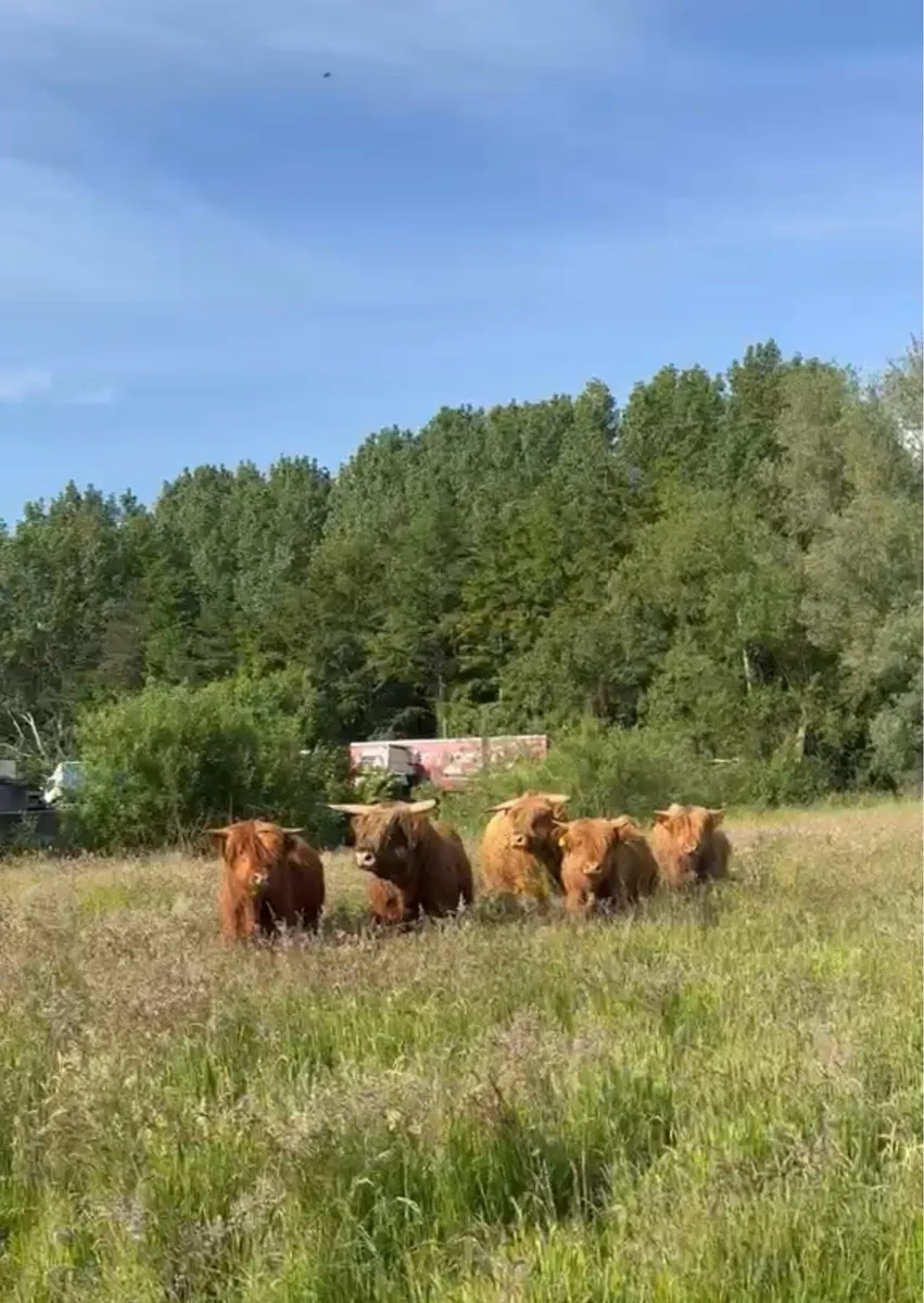 Pedigree Highland bulls - Image 1