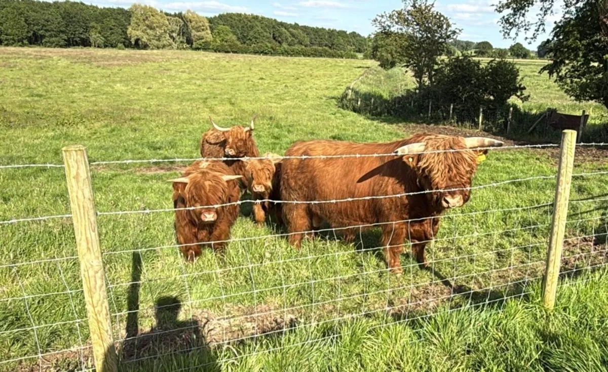 Pedigree Highland bulls - Image 3