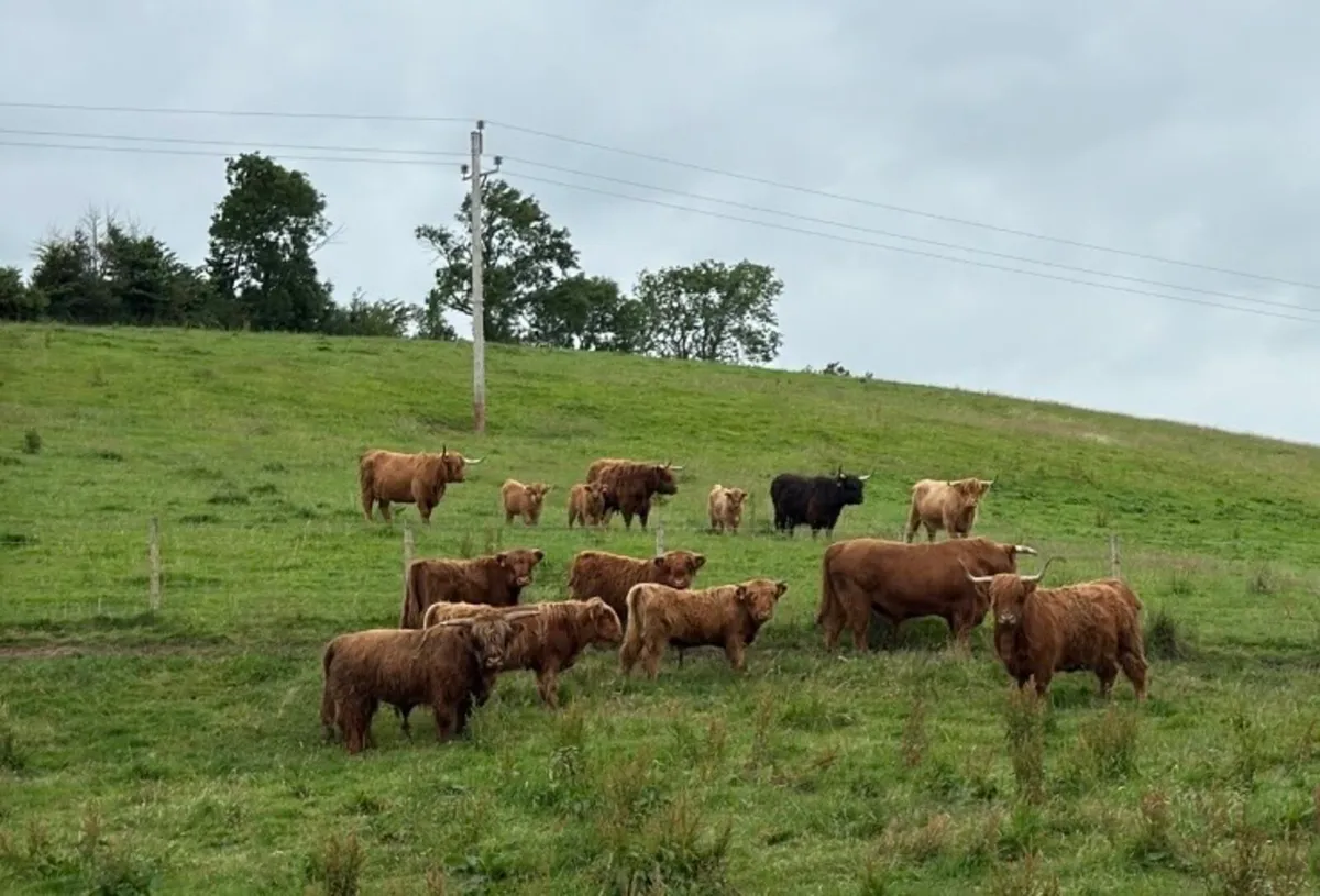 Pedigree Highland bulls - Image 4