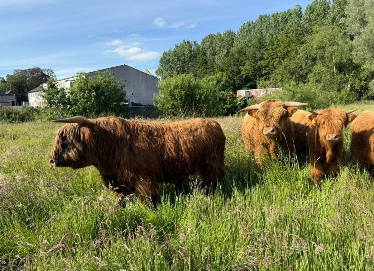 Pedigree Highland bulls - Image 2