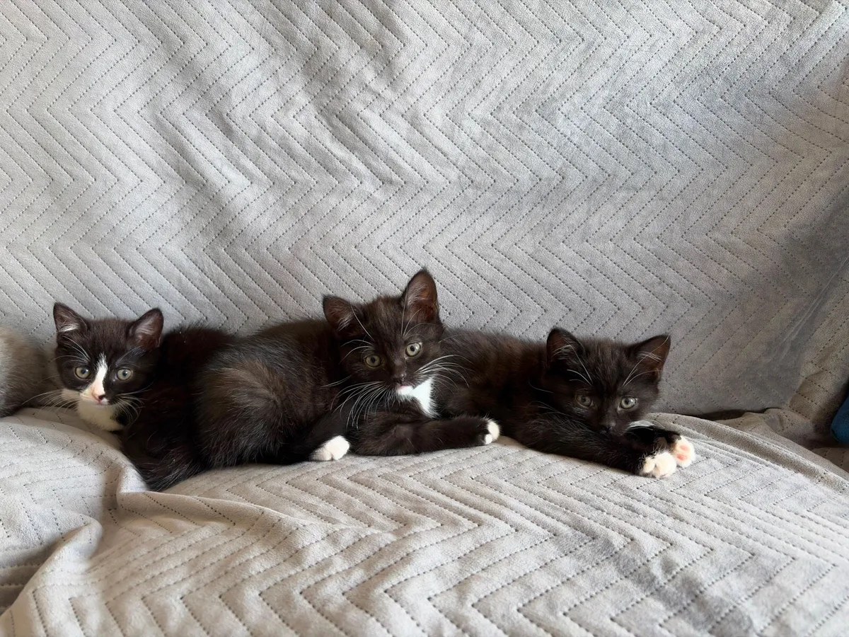 Kittens - Image 1