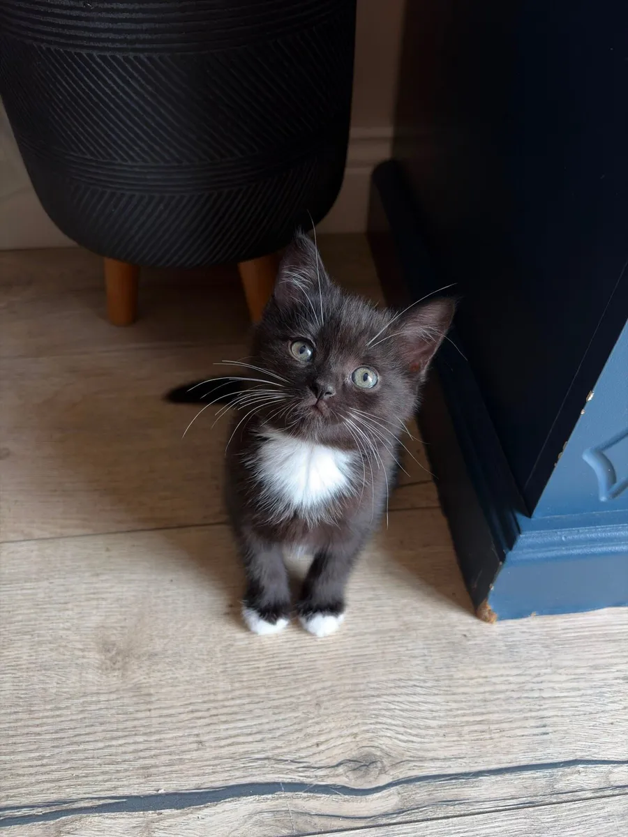 Kittens - Image 4