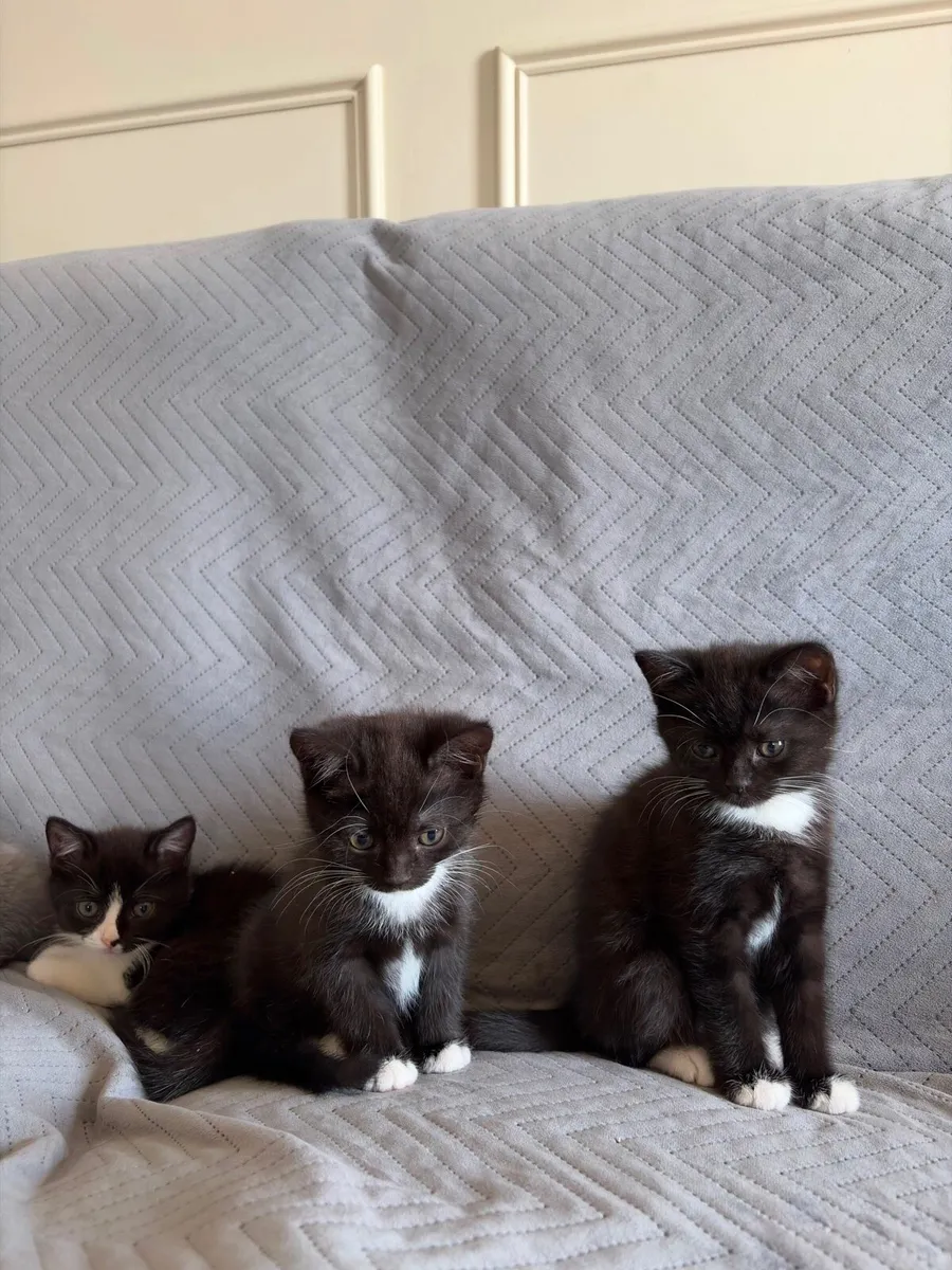 Kittens - Image 2