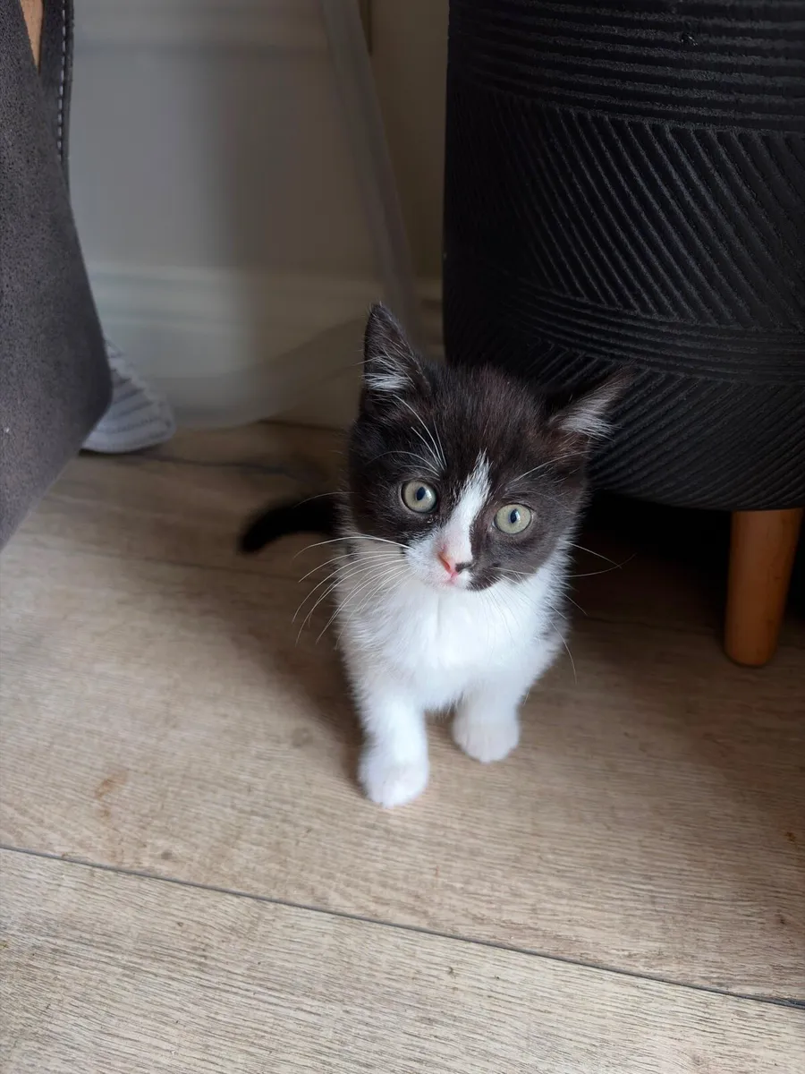 Kittens - Image 3