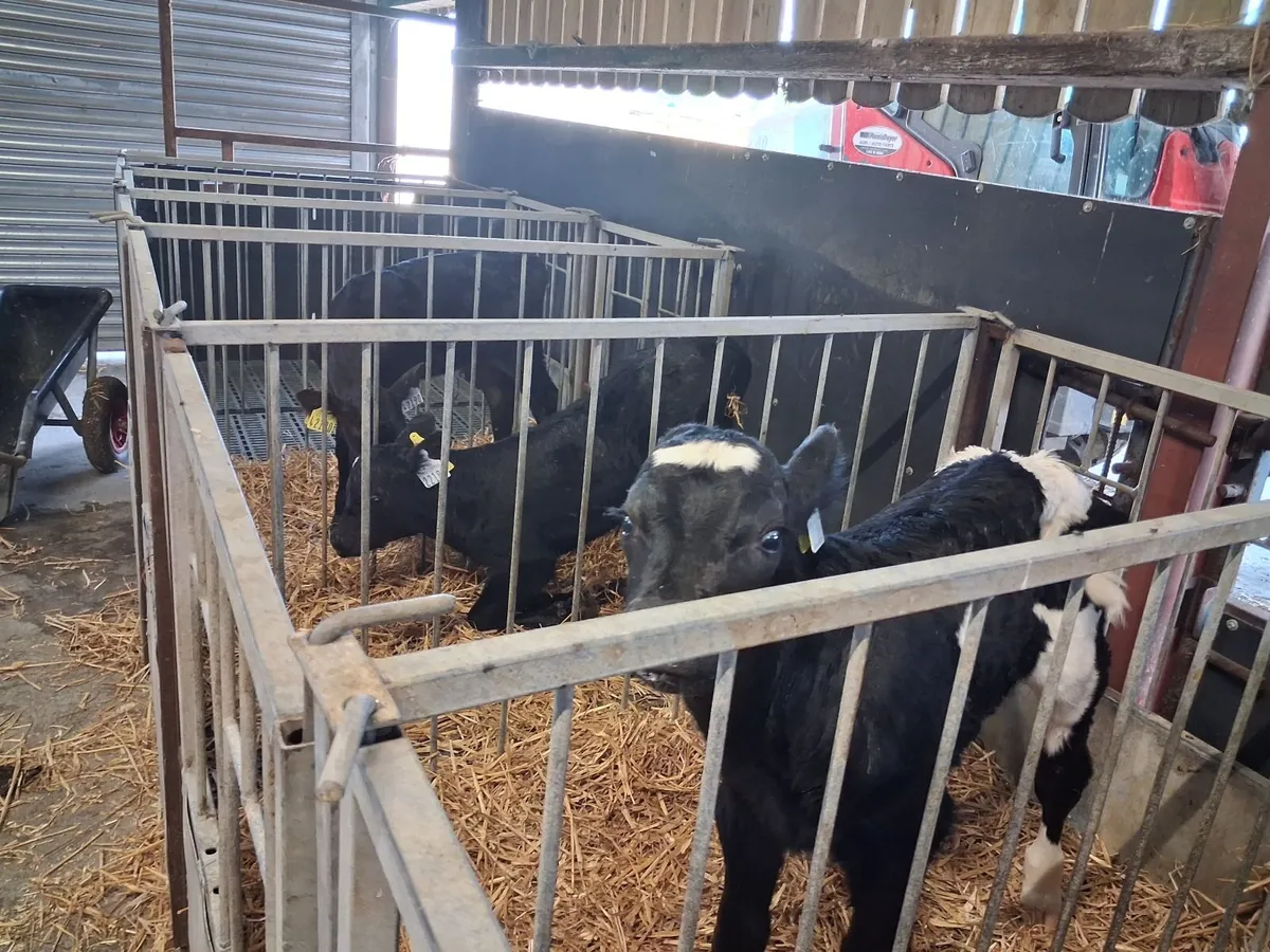 Organic Angus Calves Full Symbol - Image 2