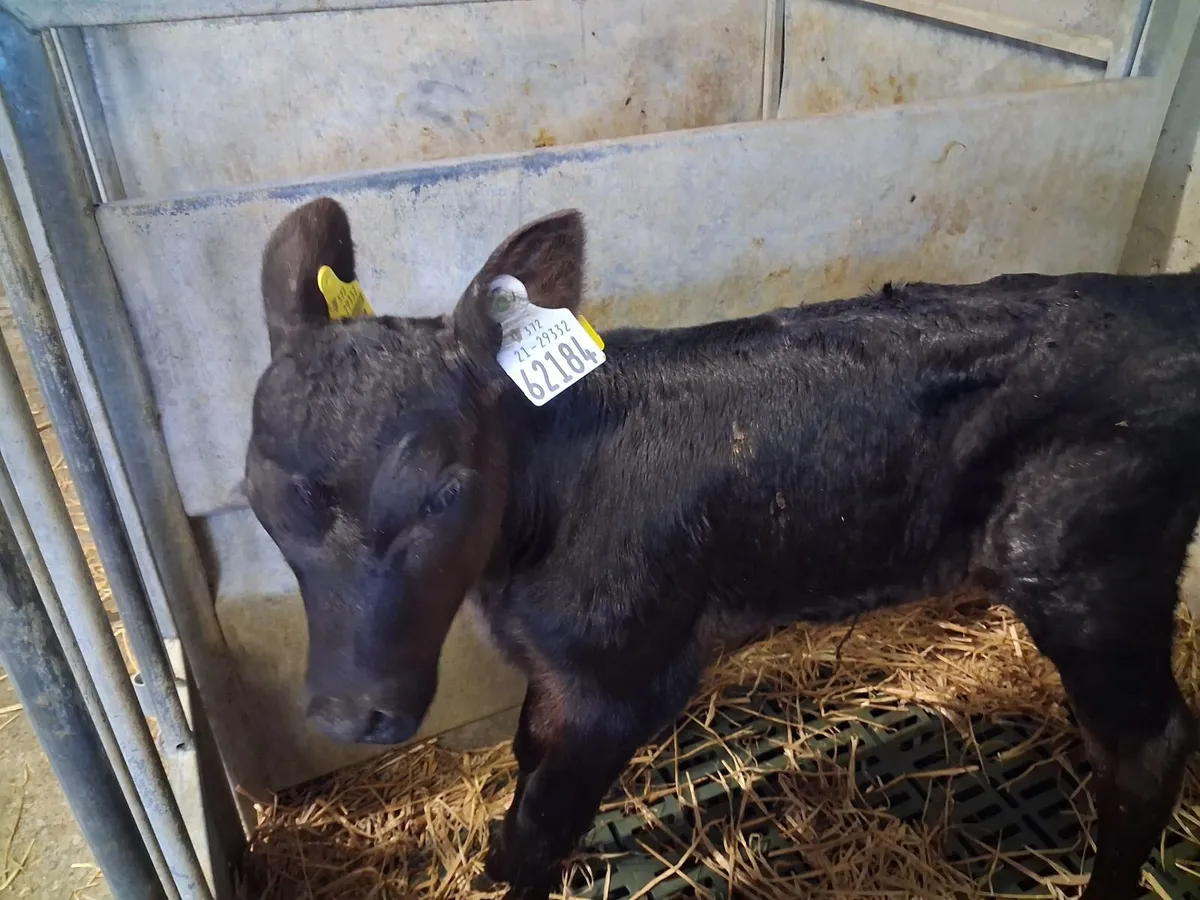Organic Angus Calves Full Symbol - Image 4