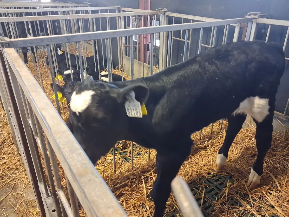 Organic Angus Calves Full Symbol - Image 3