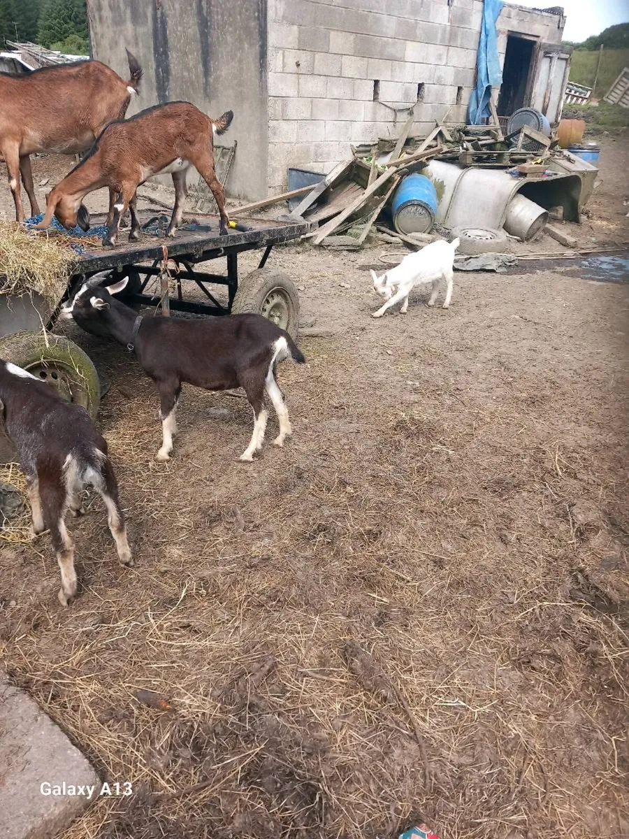 Goats - Image 3