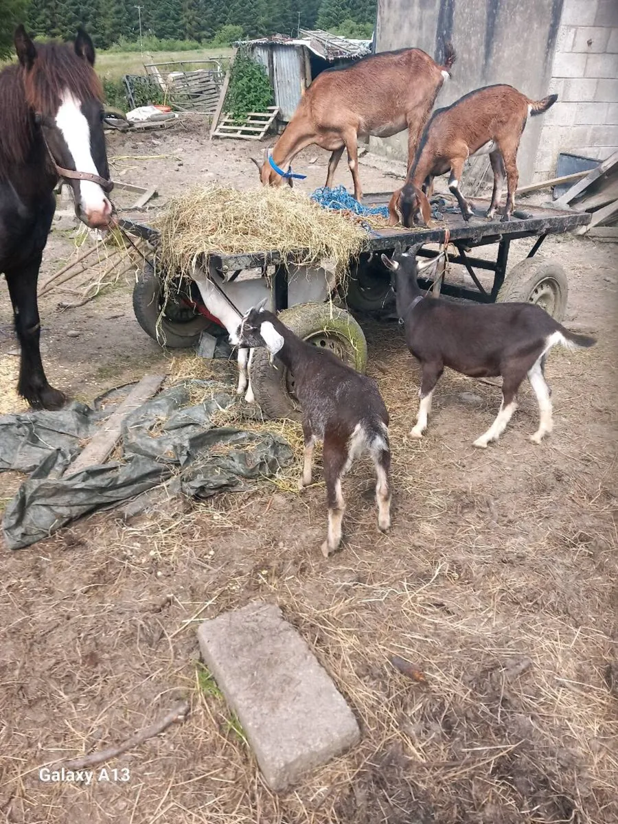 Goats - Image 2