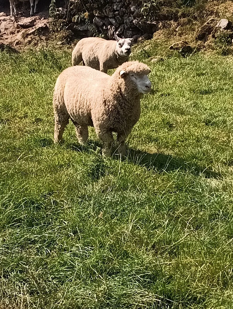 Beltex rouge dorset rams - Image 2
