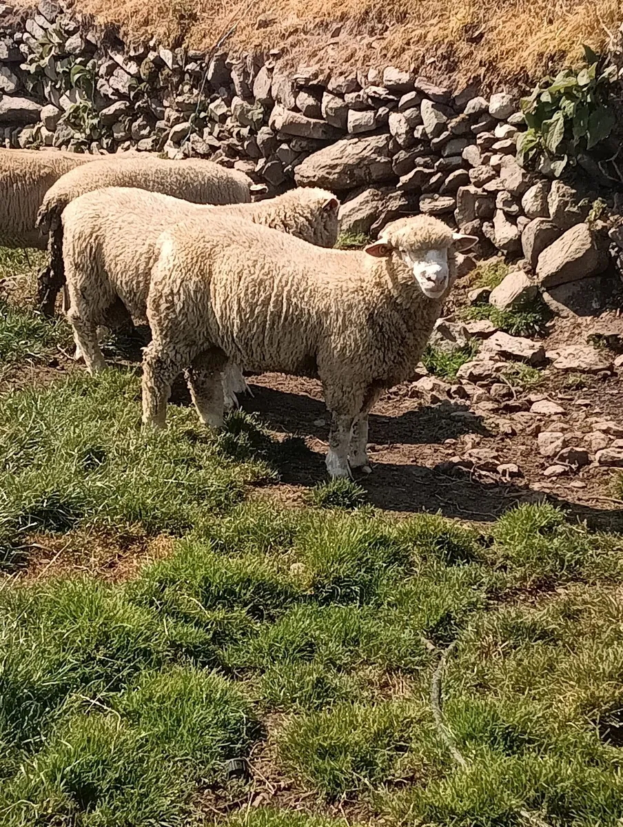 Beltex rouge dorset rams - Image 3