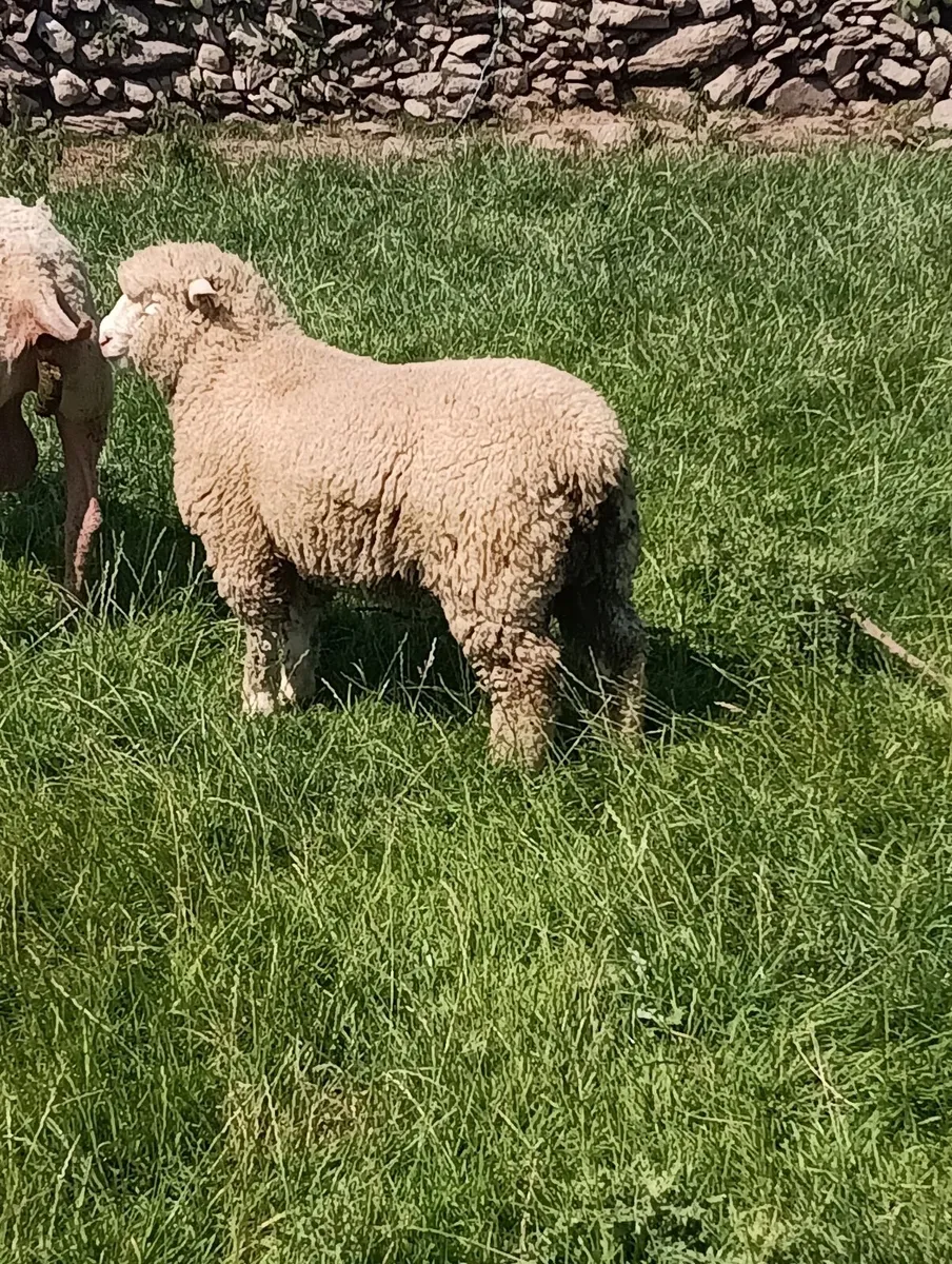 Beltex rouge dorset rams - Image 4