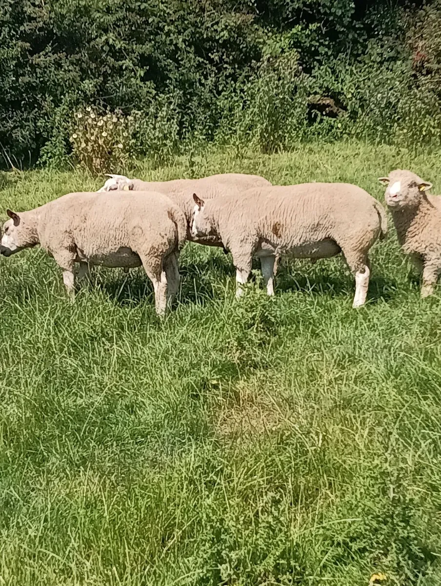 Beltex rouge dorset rams - Image 1