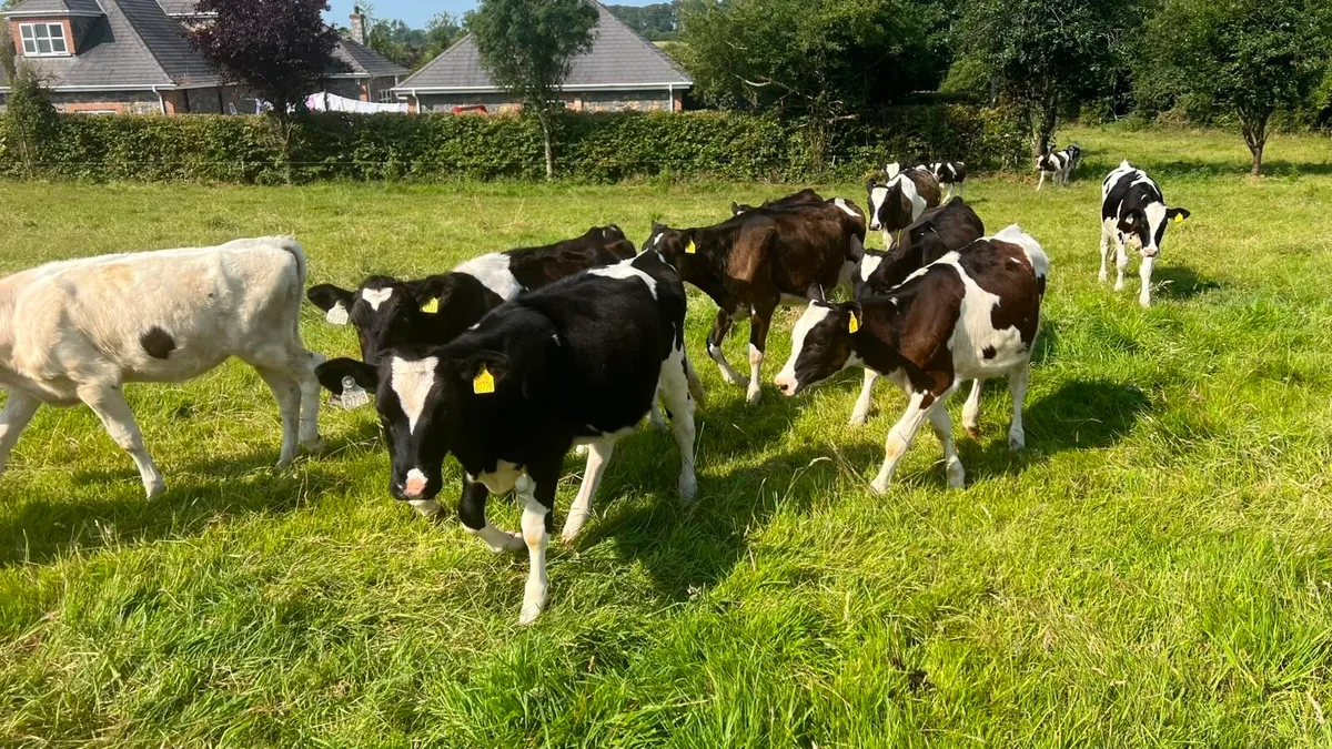 Fresian Heifer Calves - Image 1
