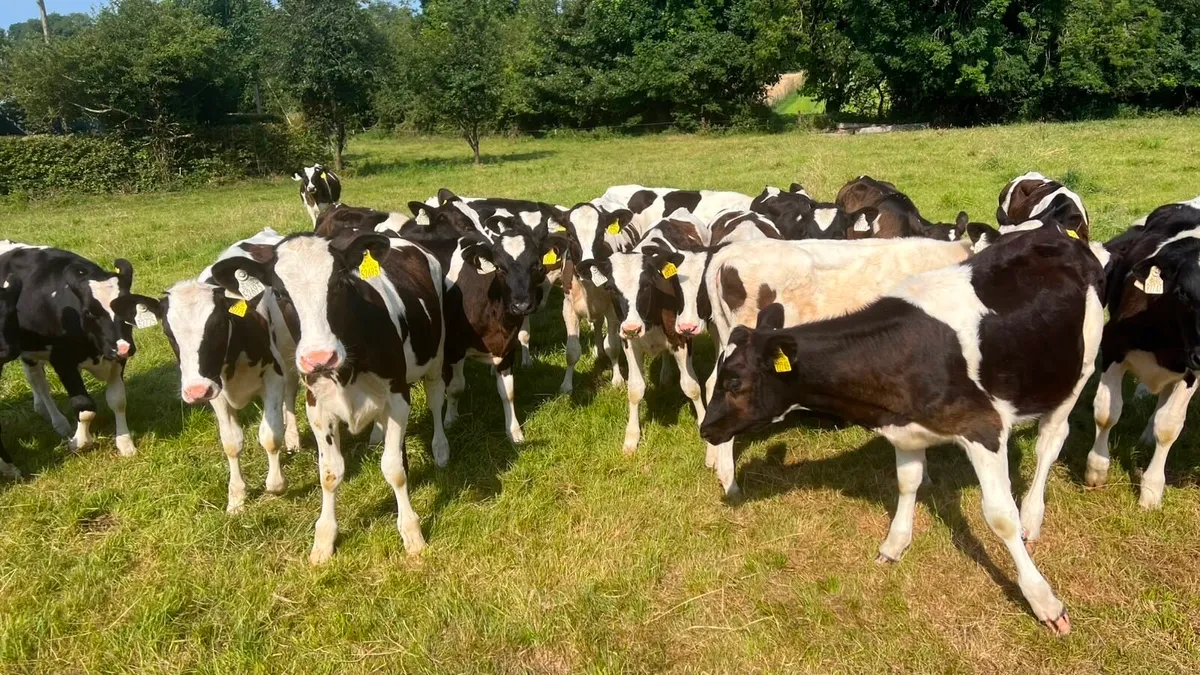 Fresian Heifer Calves - Image 2