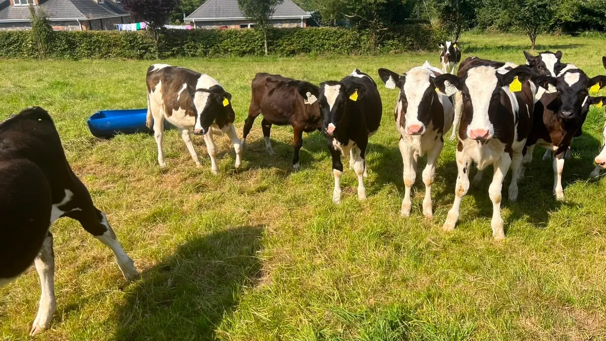 Fresian Heifer Calves - Image 3