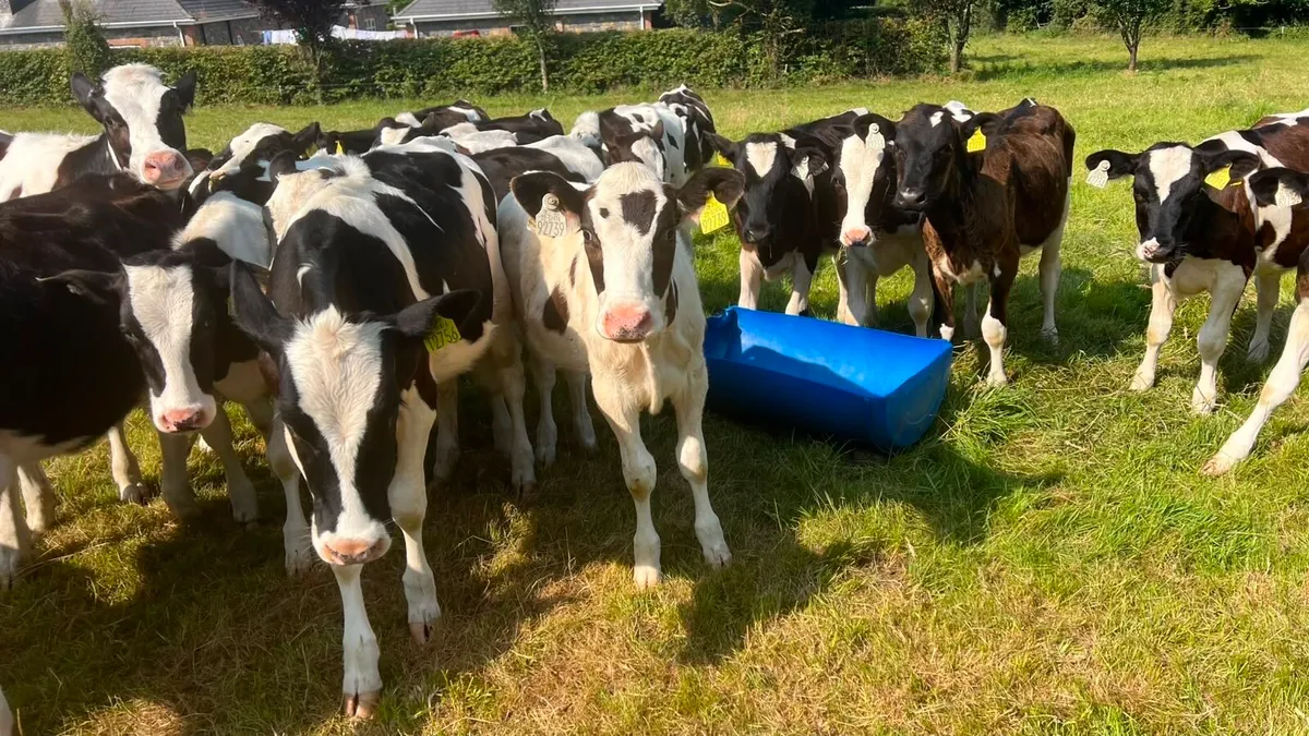 Fresian Heifer Calves - Image 4