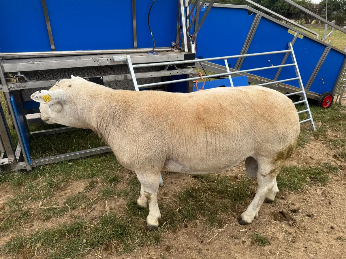 Pedigree Texel Ram **Double 5 star** - Image 4