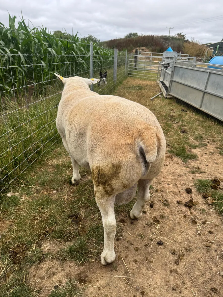 Pedigree Texel Ram **Double 5 star** - Image 3