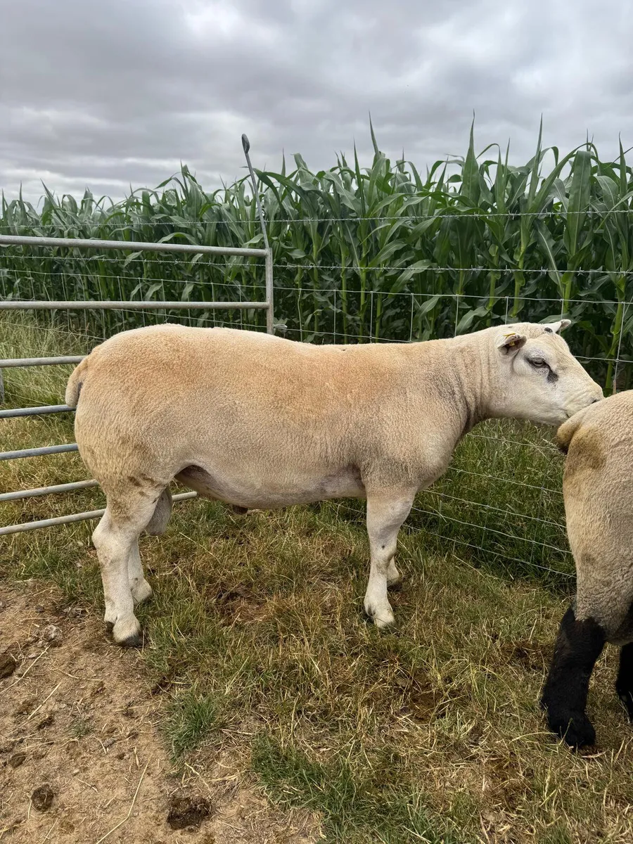 Pedigree Texel Ram **Double 5 star** - Image 2