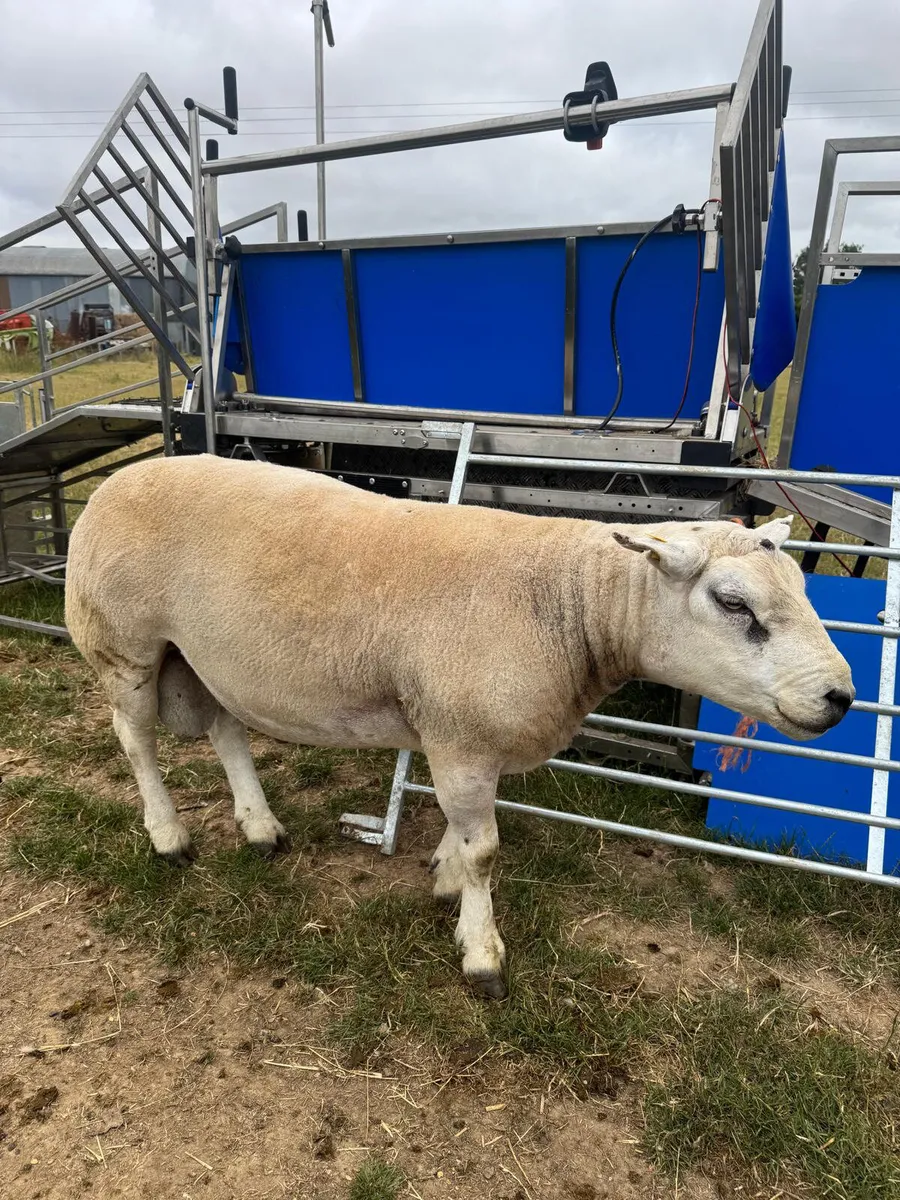 Pedigree Texel Ram **Double 5 star** - Image 1