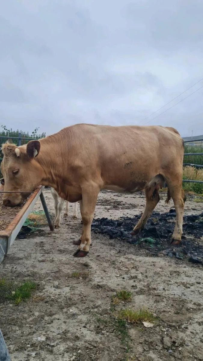 CH cow & calf for sale - Image 2