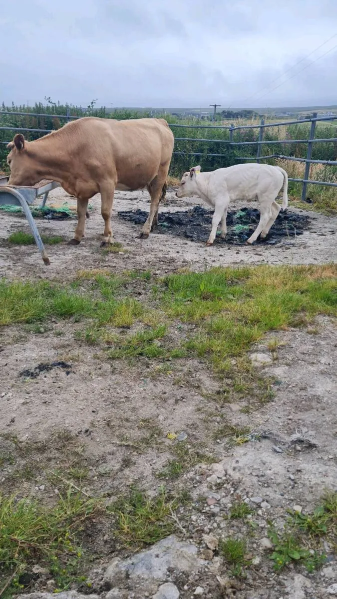CH cow & calf for sale - Image 1