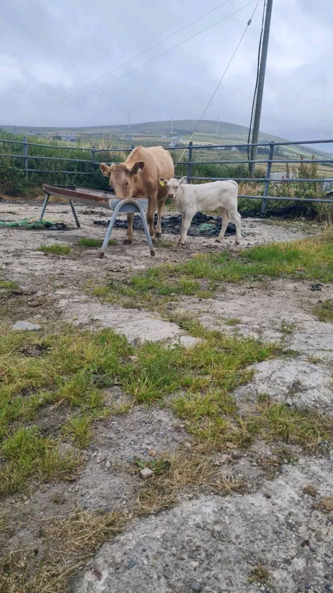 CH cow & calf for sale - Image 3