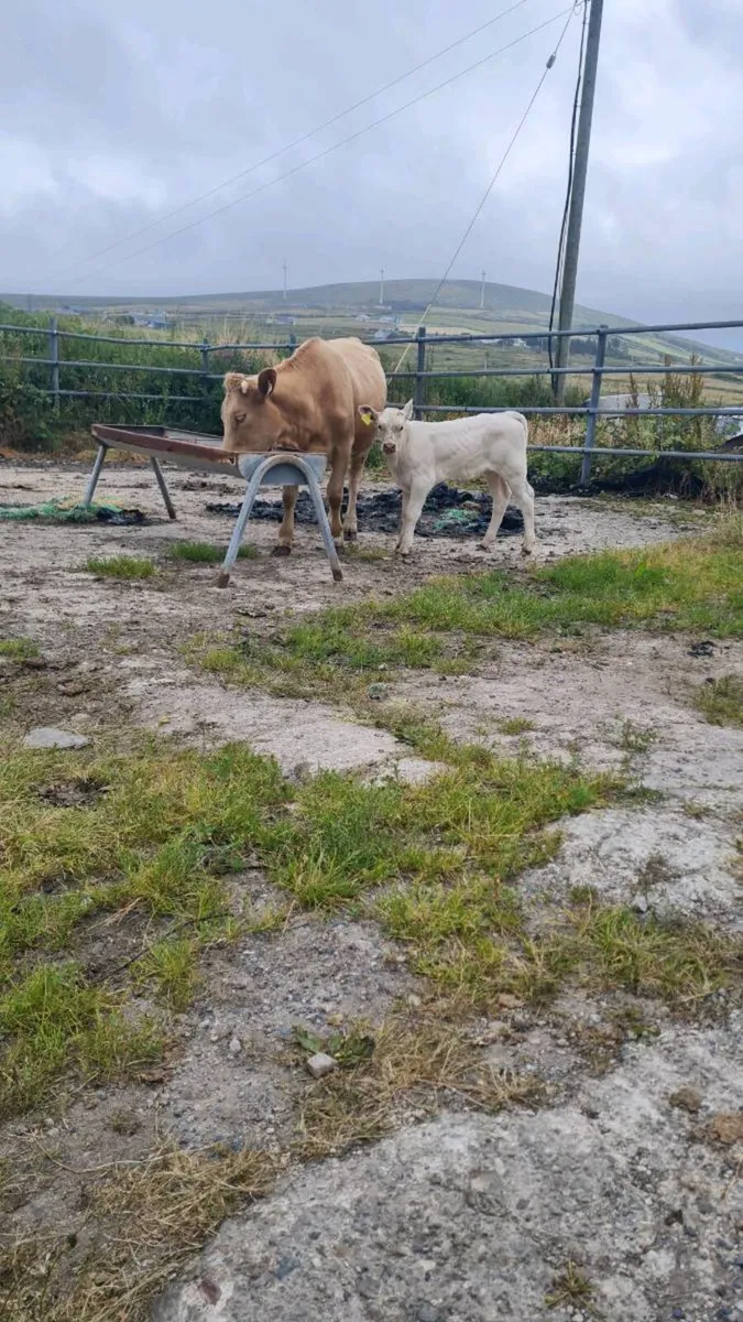 CH cow & calf for sale - Image 4