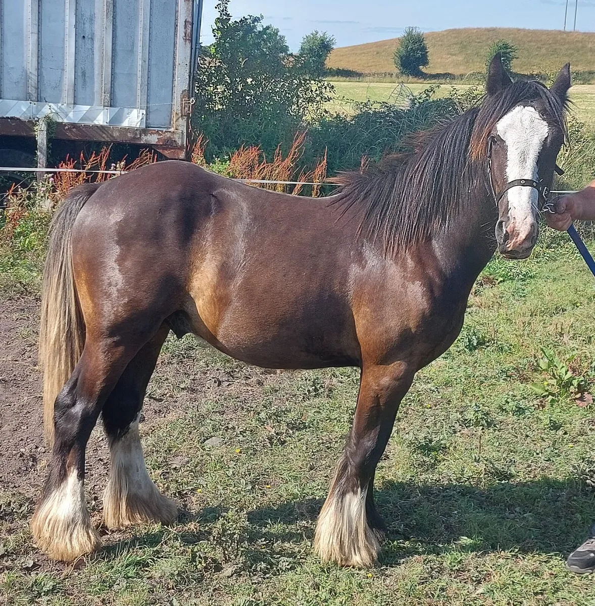 2 cob colts for sale - Image 1