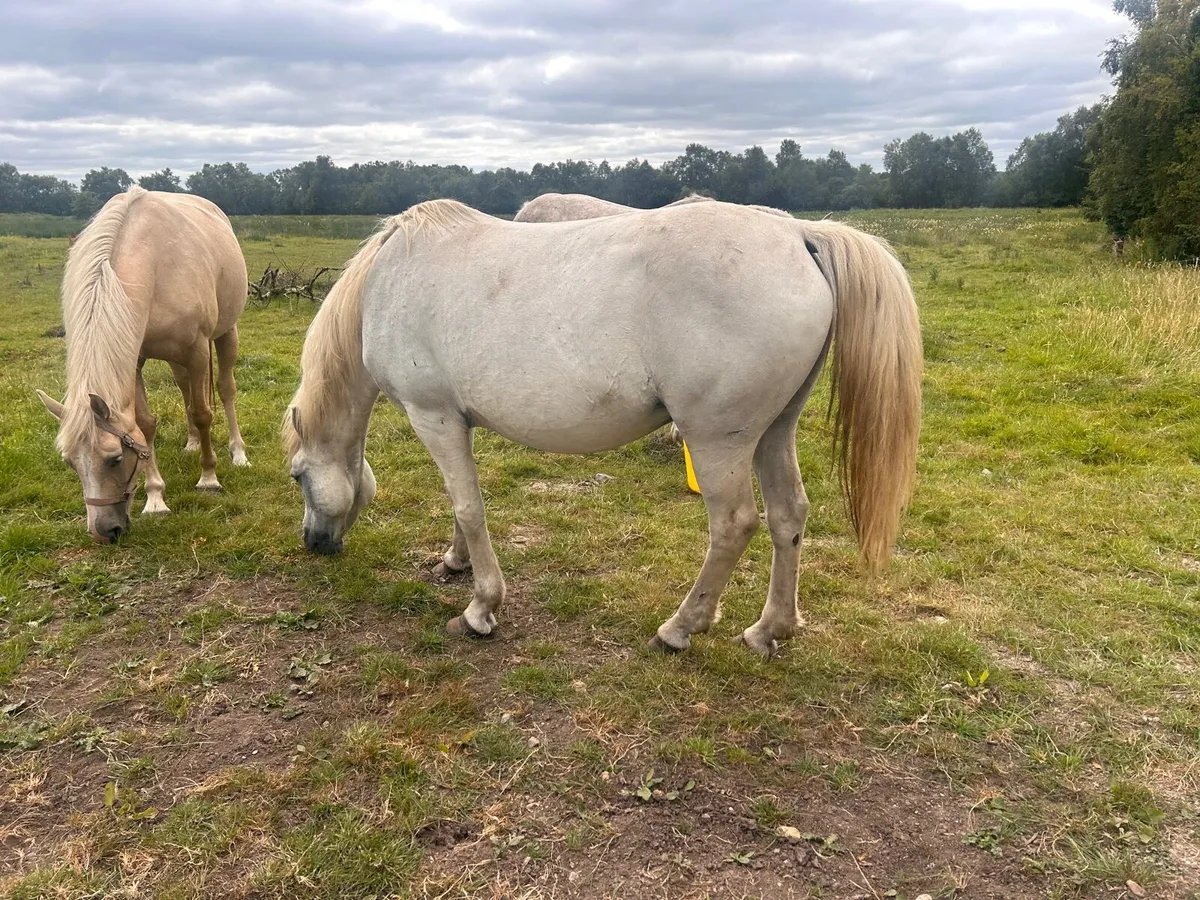 ☘️Connemara mare for sale ☘️ - Image 4