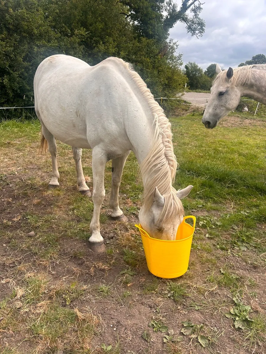 ☘️Connemara mare for sale ☘️ - Image 2