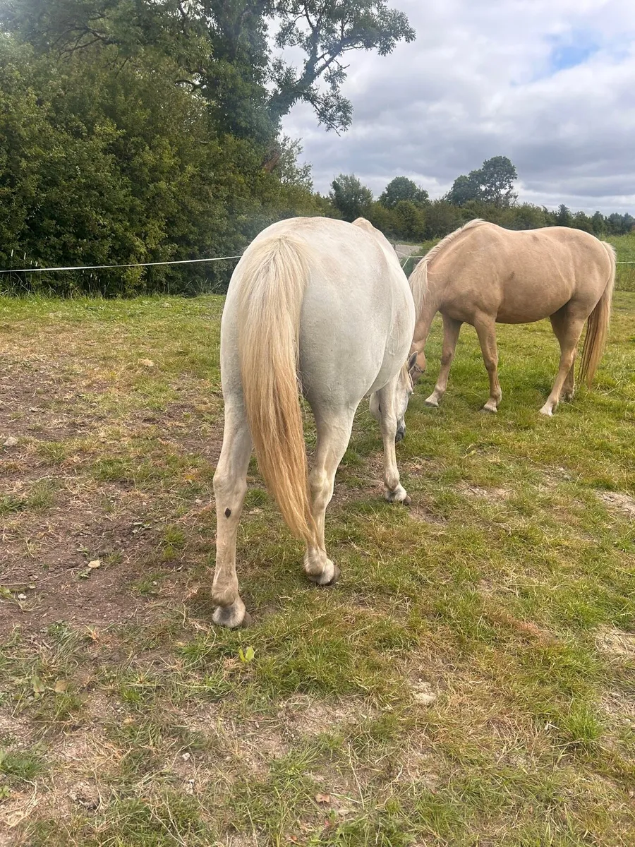 ☘️Connemara mare for sale ☘️ - Image 3