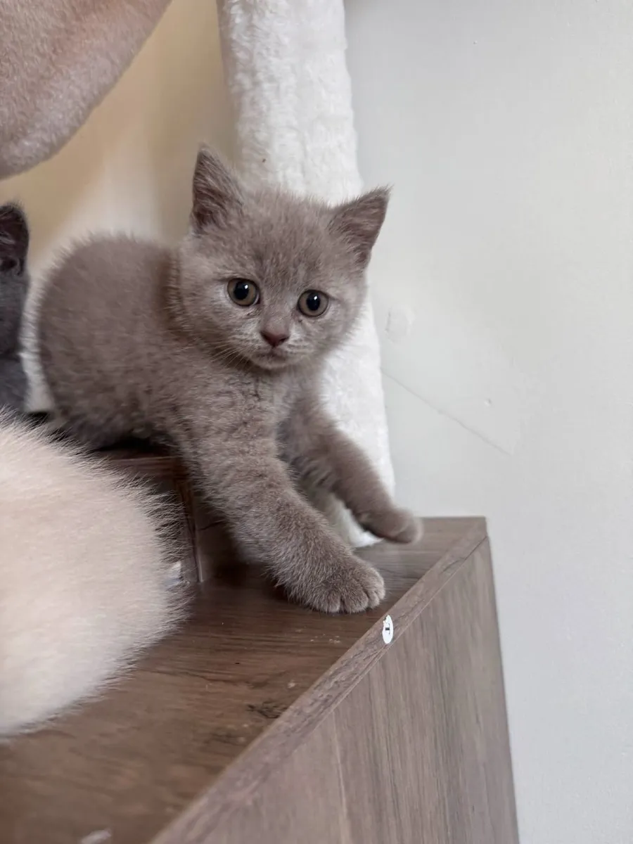British Shorthair Kittens - Image 2