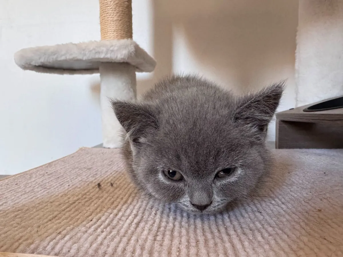 British Shorthair Kittens - Image 4
