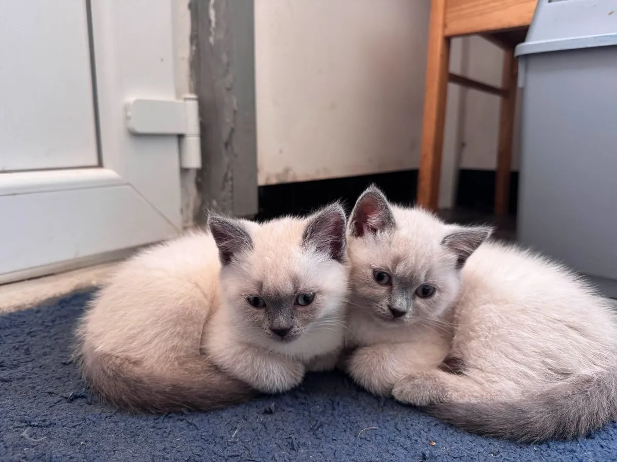 British Shorthair Kittens - Image 3