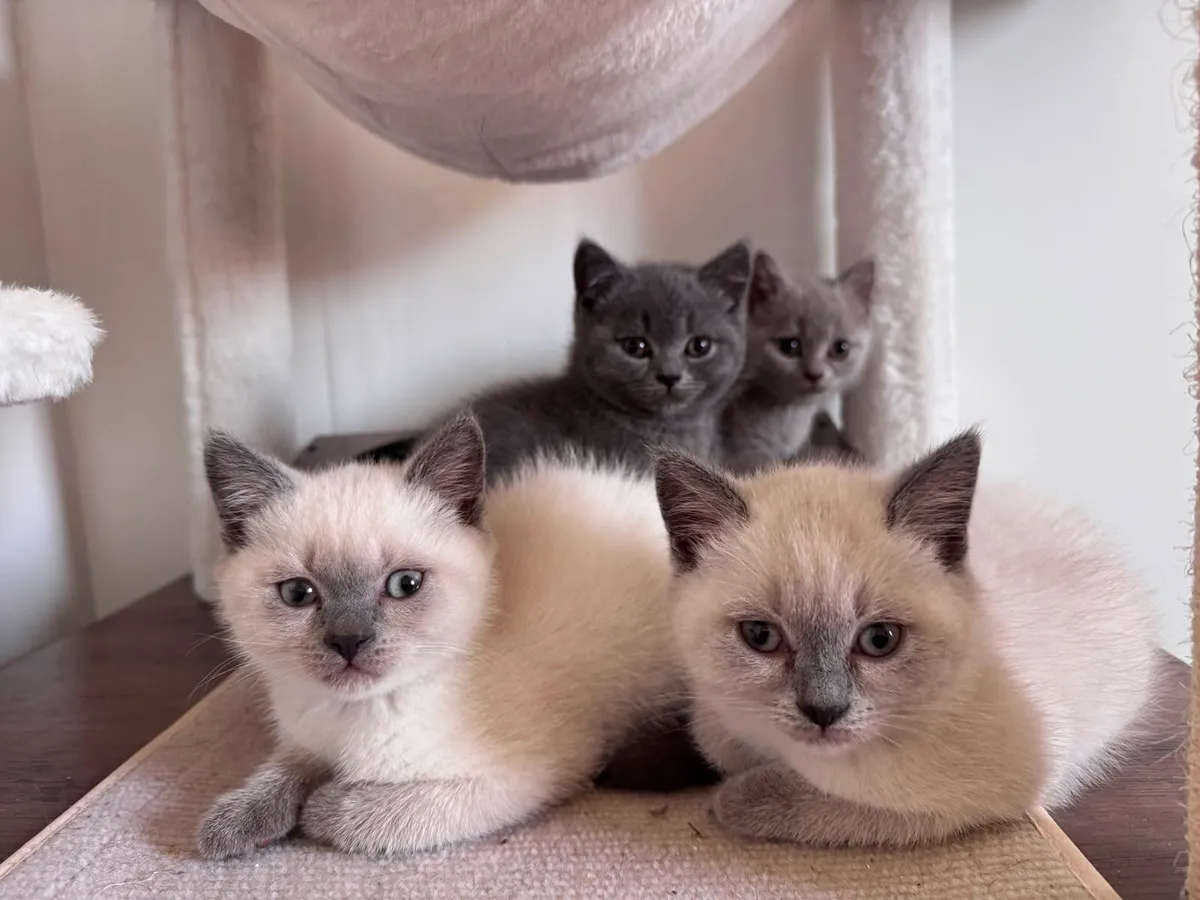 British Shorthair Kittens - Image 1