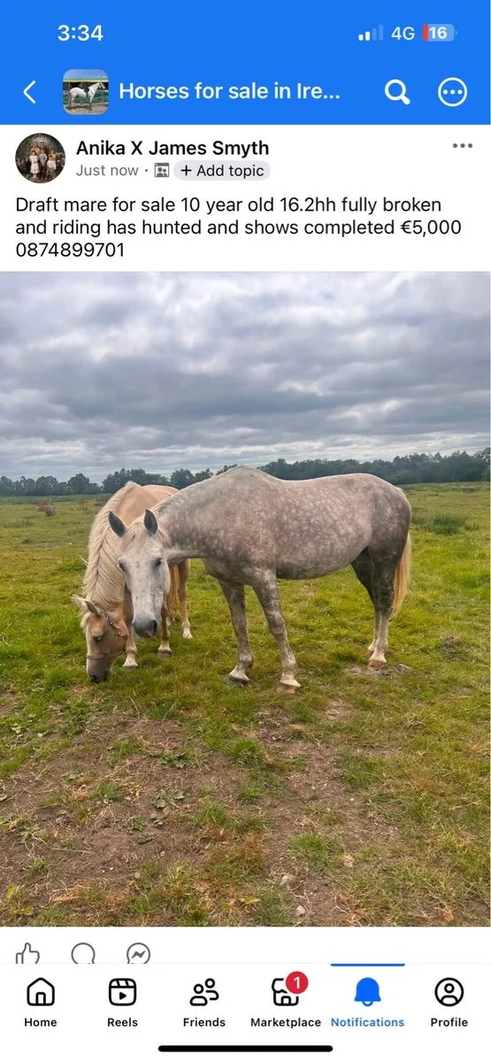 Irish draft mare Allrounder for sale - Image 1