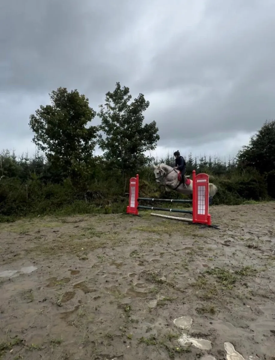 Irish draft mare Allrounder for sale - Image 3