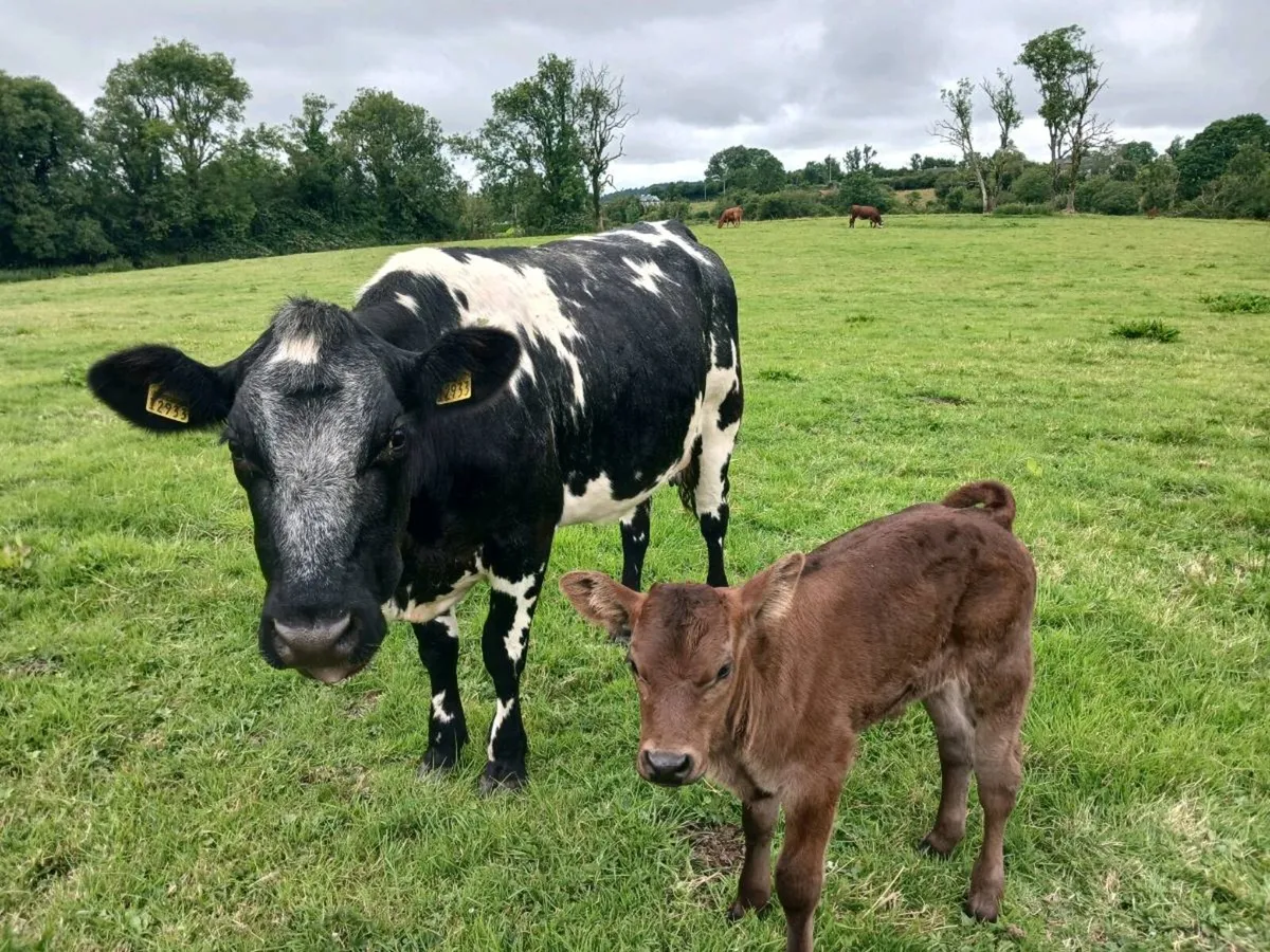 1 Bbx calved heifer - Image 2