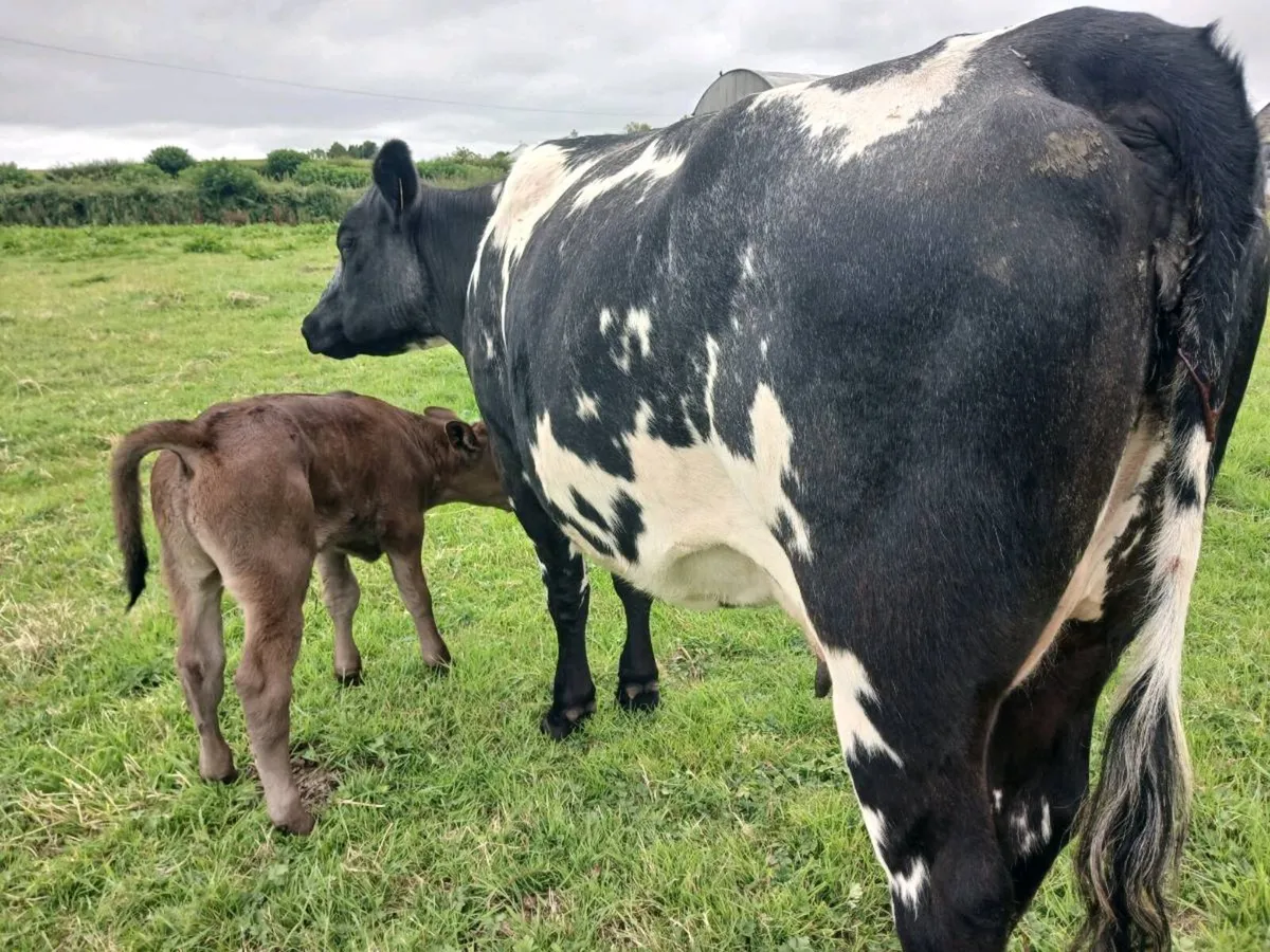 1 Bbx calved heifer - Image 3
