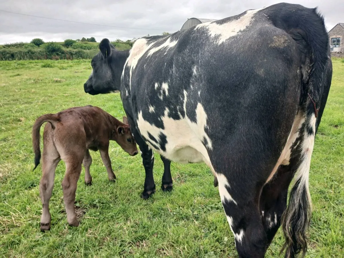 1 Bbx calved heifer - Image 4