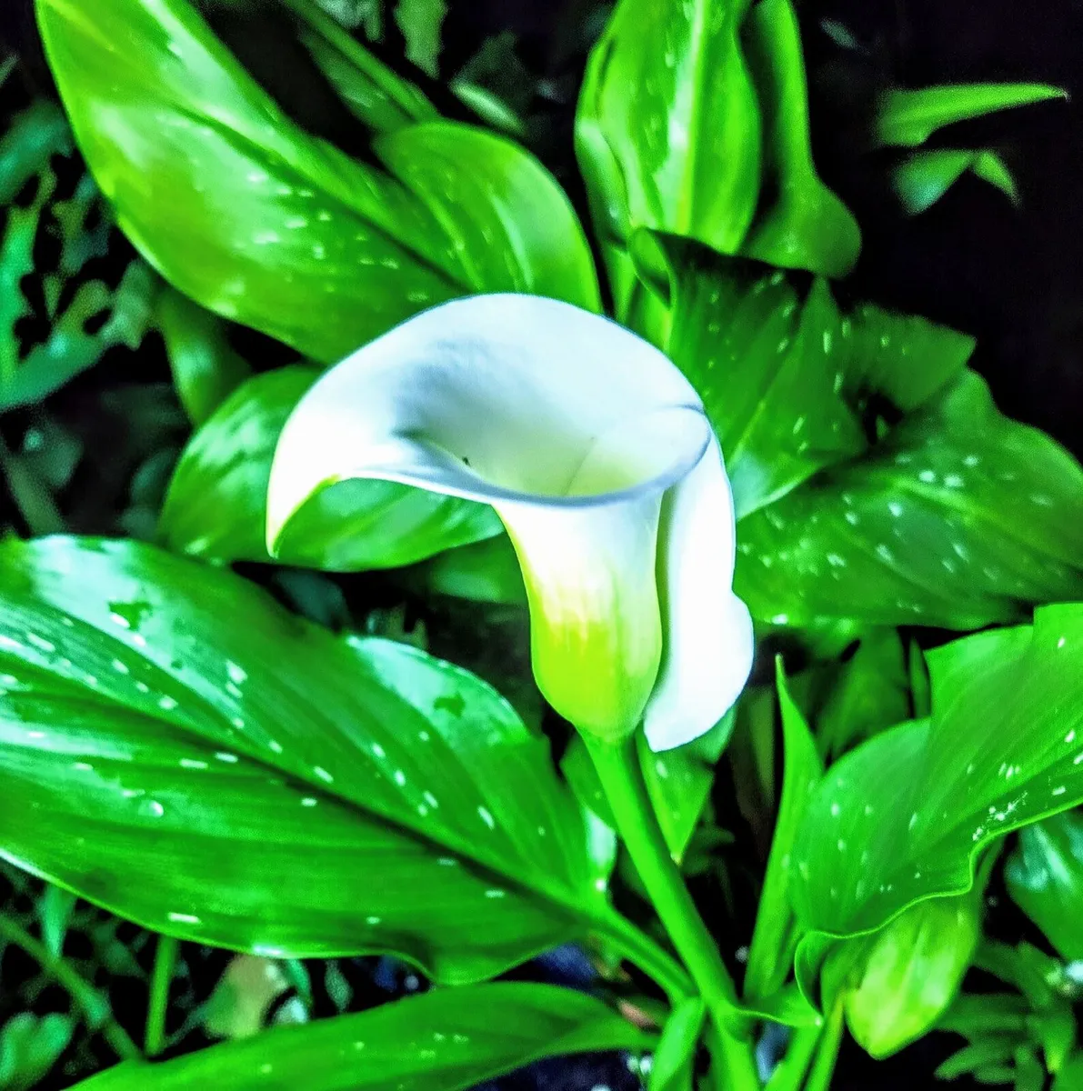 Calla Lily Zantedeschia SALE