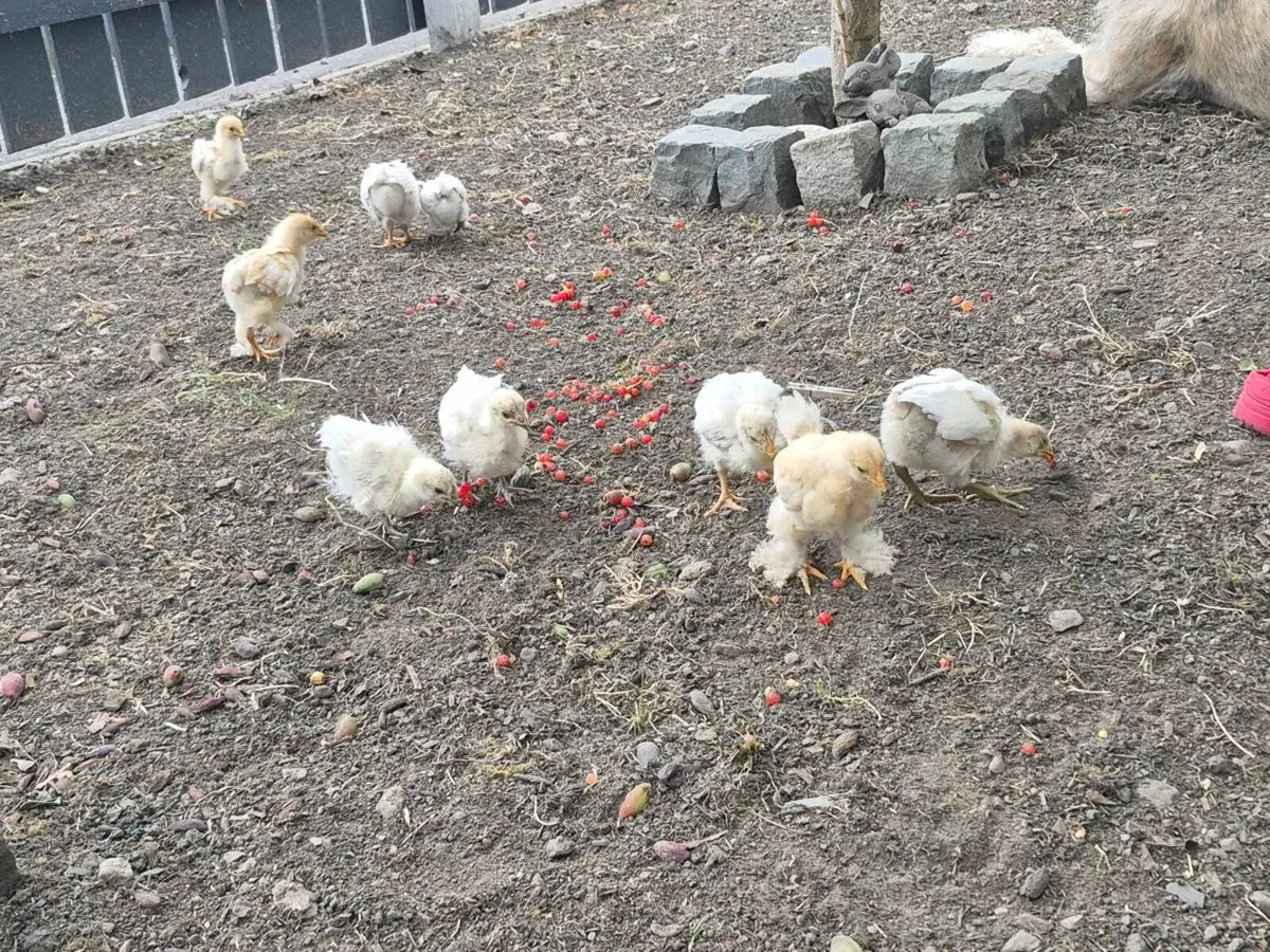 5 week old pure breed chicks - Image 3