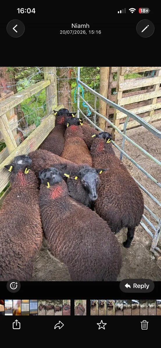 8 super black ewe lambs - Image 3