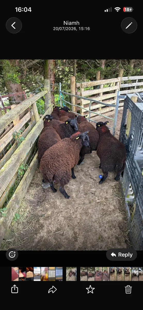 8 super black ewe lambs - Image 4