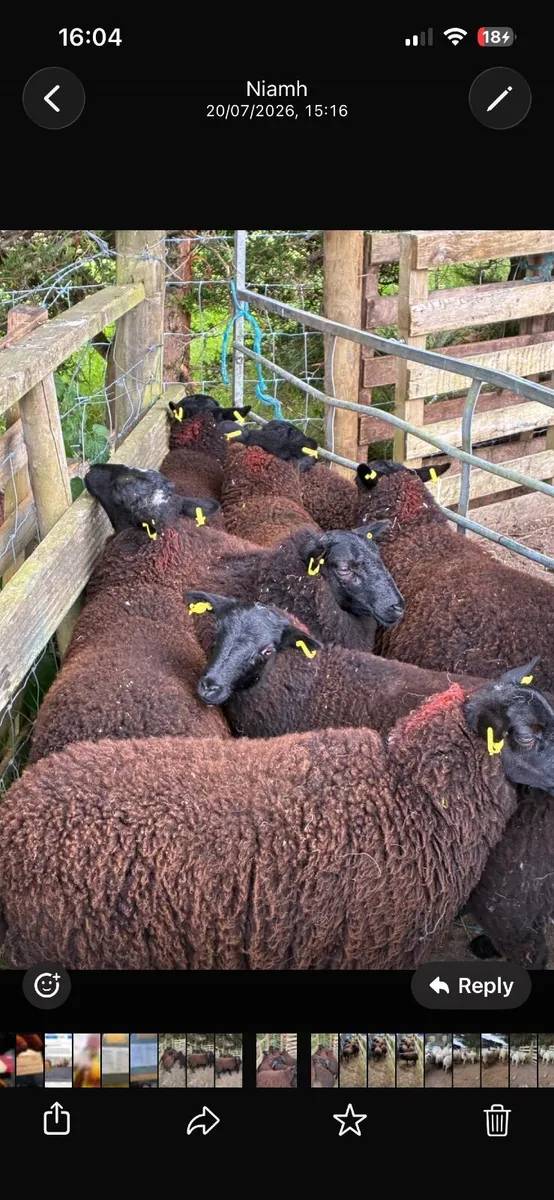 8 super black ewe lambs - Image 1